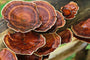 Reishi Mushroom: Elixir of Immortality